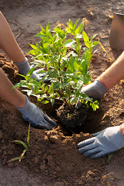 Planting trees